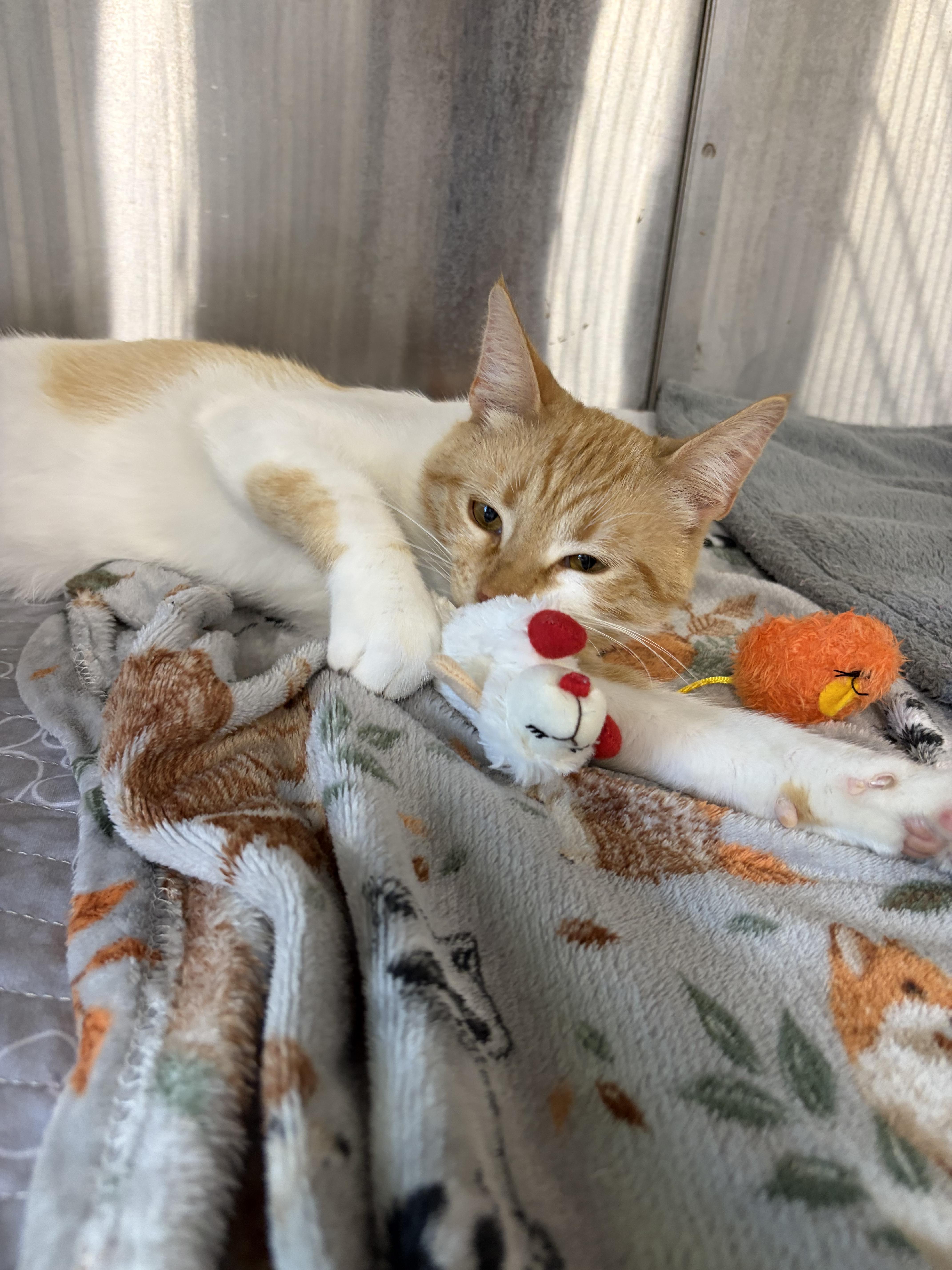 A young medium-sized male Orange & White Domestic Short Hair cat named Fred for adoption in Chicago, IL