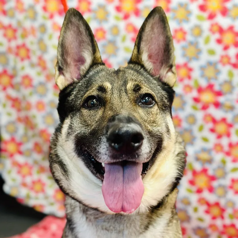 An adult large-sized female Black German Shepherd Dog dog named Camilla for adoption in Jackson, NJ