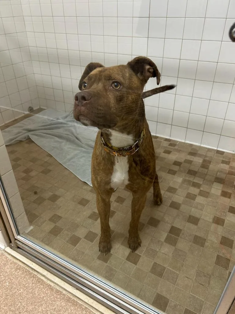 A young large-sized male Mixed Breed dog named Redford for adoption in Utica, MI