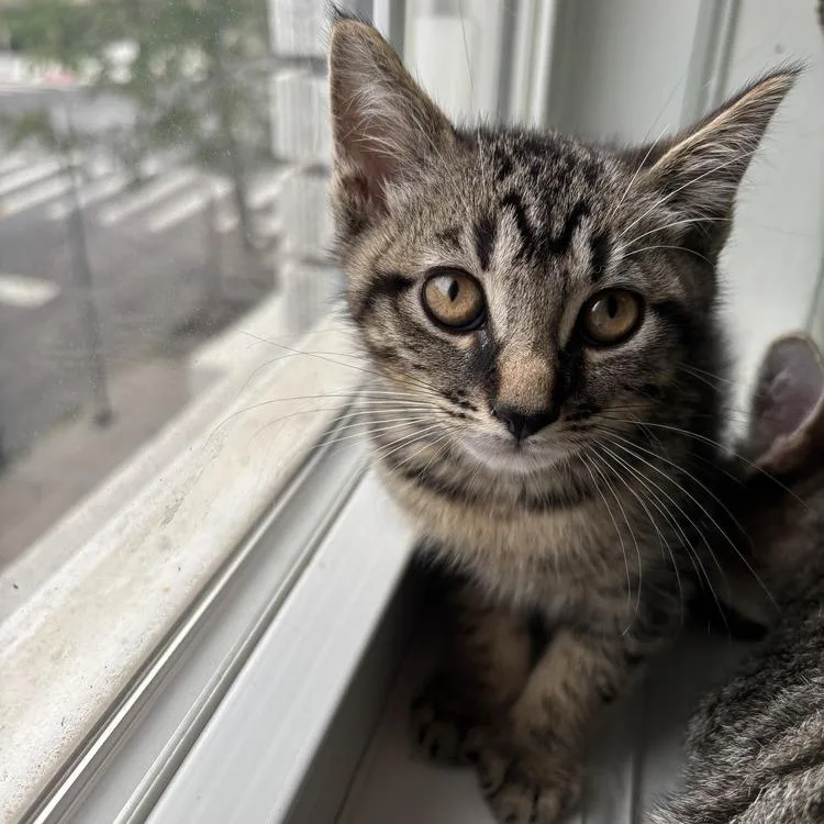 A baby small-sized male Brown / Chocolate Domestic Short Hair cat named Johnny for adoption in Long Island City, NY