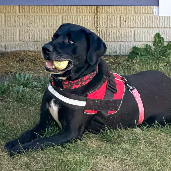 A senior large-sized male Labrador Retriever dog named Loki for adoption in Des Moines, IA