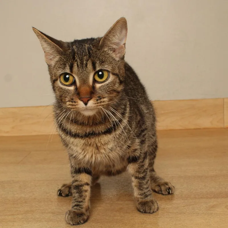 An adult medium-sized female Domestic Short Hair cat named Vi C for adoption in Minnetonka, MN
