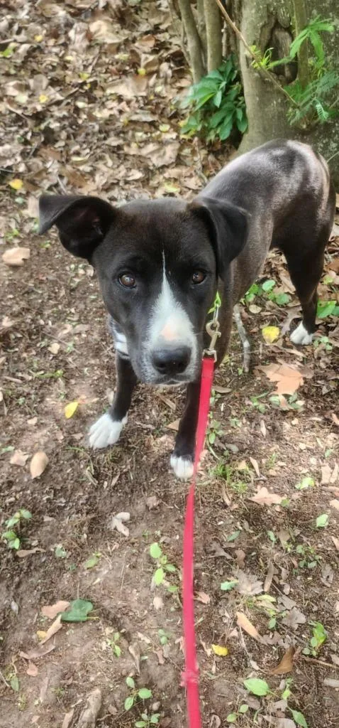 A young large-sized female Mixed Breed dog named Carrie for adoption in Fond Du Lac, WI