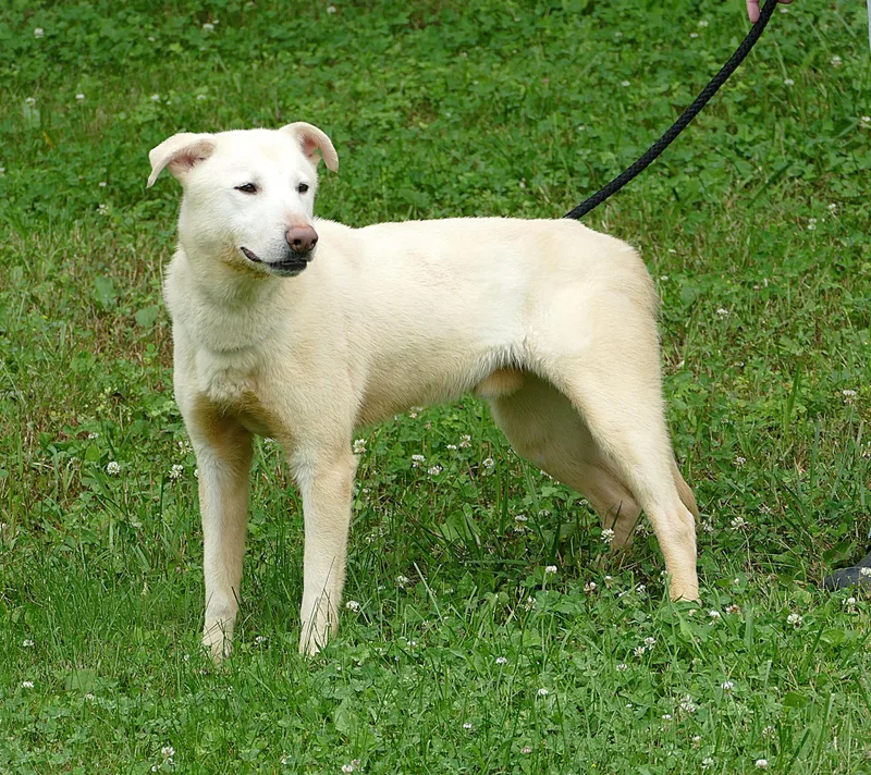 An adult medium-sized female White / Cream German Shepherd Dog dog named Glacier for adoption in Beechbottom, WV