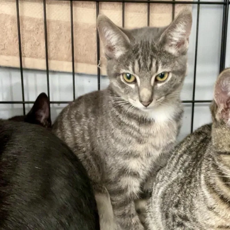 A baby small-sized female Gray / Blue / Silver Domestic Short Hair cat named Betty Crocker for adoption in Fairmont, WV