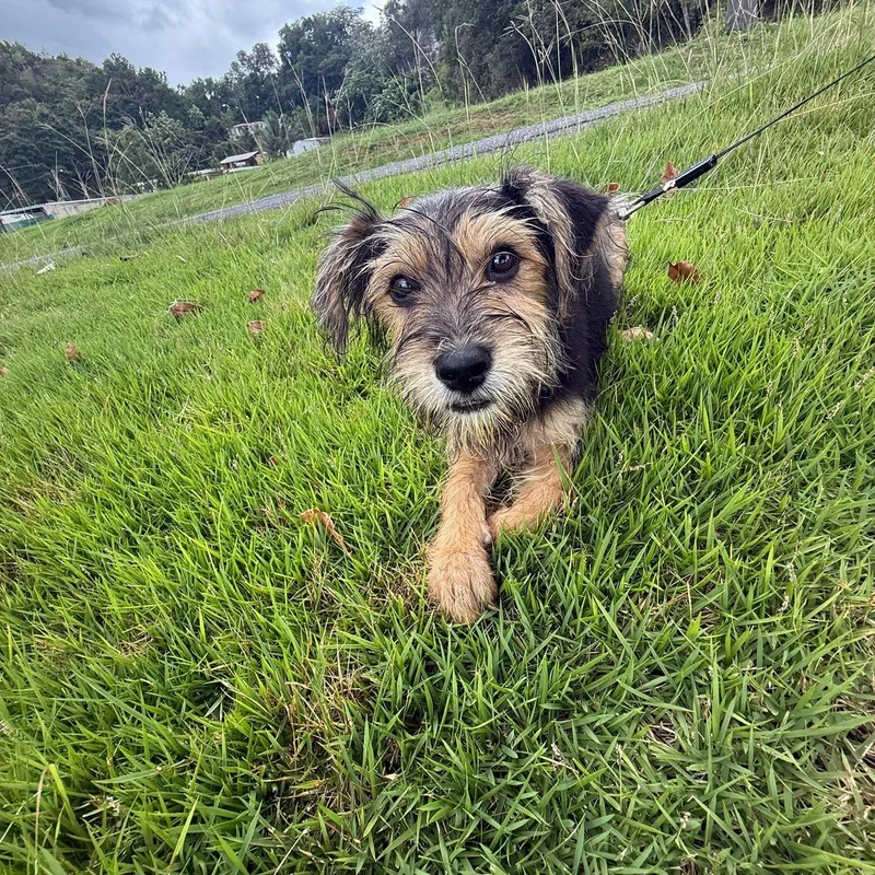 Rice Krispies "crunchy  thumbnail 2