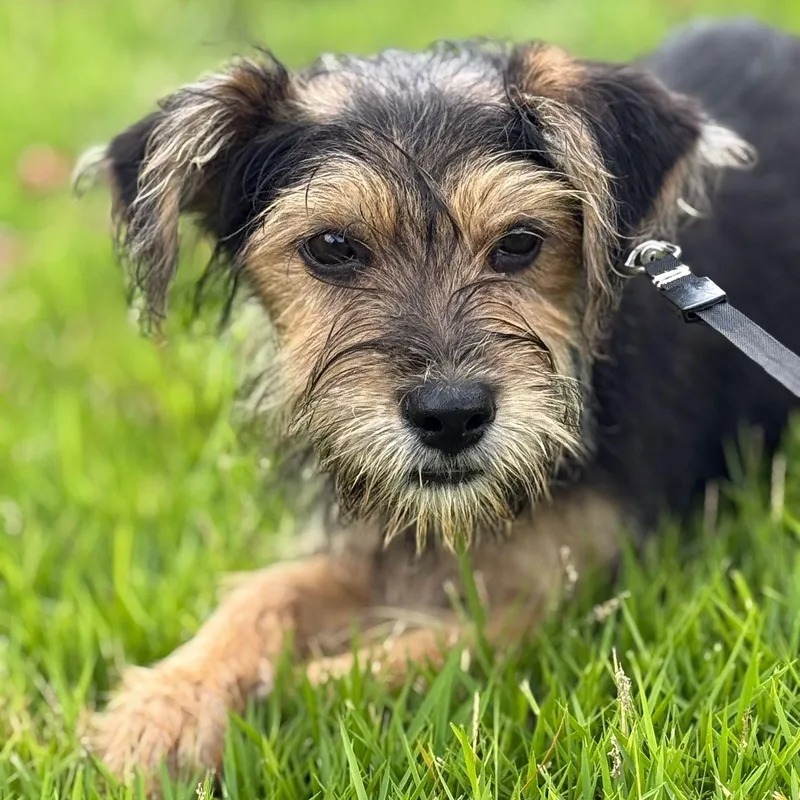 Rice Krispies "crunchy  thumbnail 3