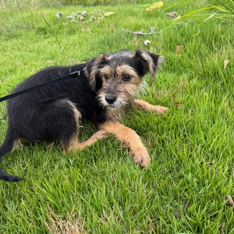 Rice Krispies "crunchy  thumbnail 4