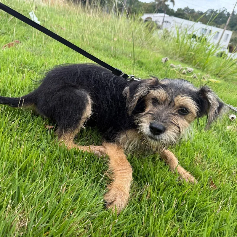 Rice Krispies "crunchy  thumbnail 5