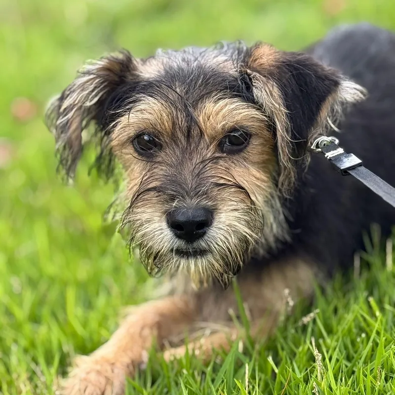 A baby small-sized female Black Yorkshire Terrier dog named Rice Krispies "crunchy  for adoption in New York, NY