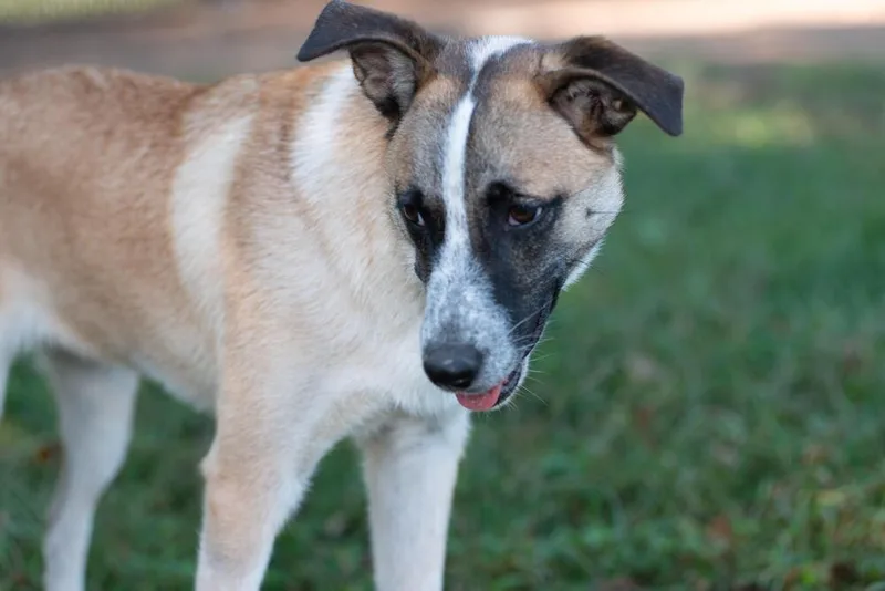 Mystique thumbnail 2