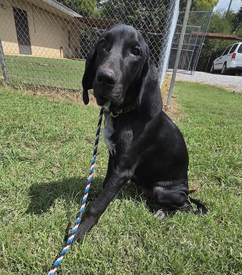 Echo
