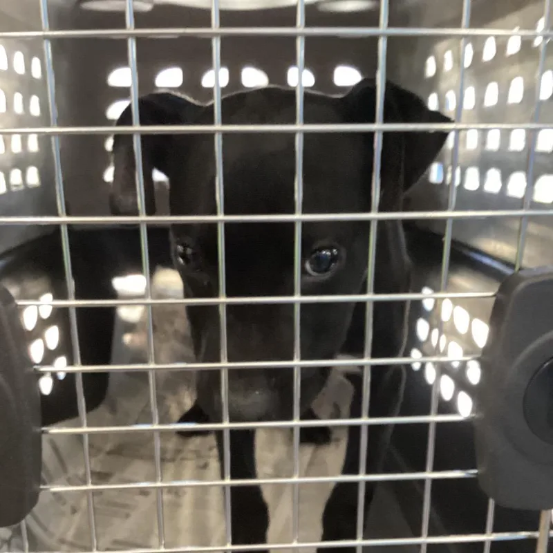 A baby small-sized male Terrier dog named Jace for adoption in Montgomery, AL