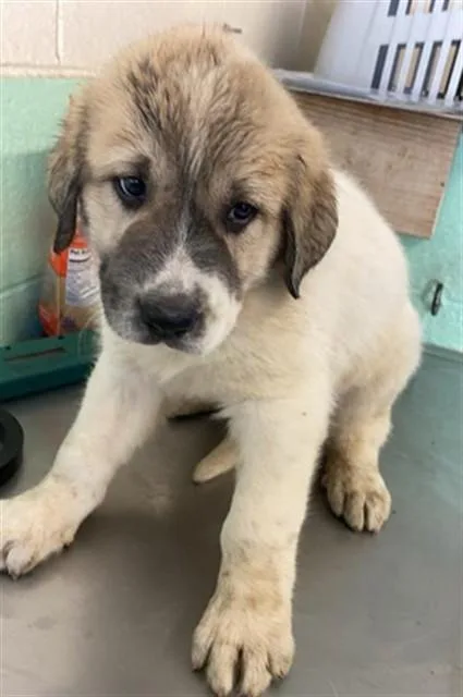 A baby small-sized female Anatolian Shepherd dog named Sage for adoption in Sacramento, CA