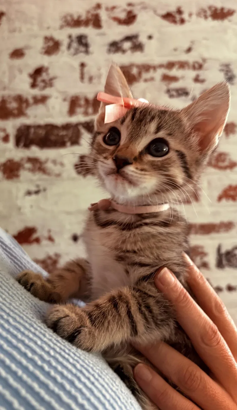 A baby medium-sized female Tabby (Brown / Chocolate) Tabby cat named Ryn for adoption in Kannapolis, NC
