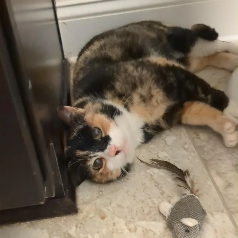 An adult small-sized female Tortoiseshell Domestic Short Hair cat named Cordelia for adoption in Durham, NC