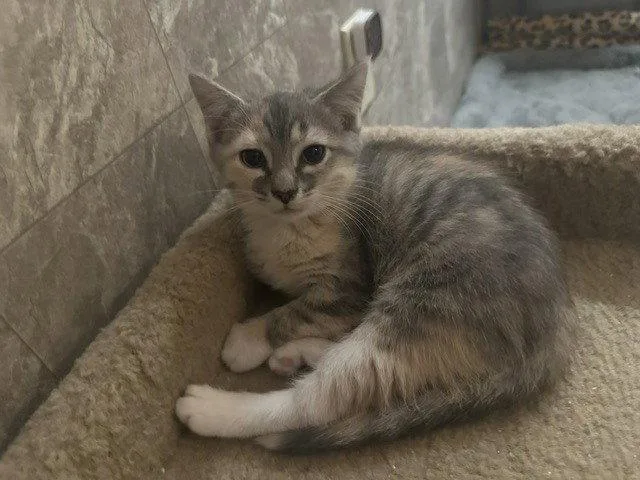 A baby medium-sized female Domestic Short Hair cat named Cocoa Puff for adoption in Candler, NC