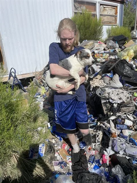A young small-sized male Terrier dog named Earl for adoption in Tucson, AZ