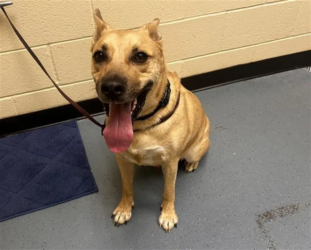 An adult large-sized male Labrador Retriever dog named Sid for adoption in Denver, CO