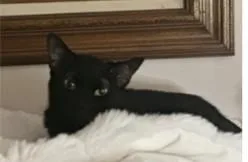 A young small-sized female Black Domestic Short Hair cat named Harmony for adoption in Hawthorne, NJ