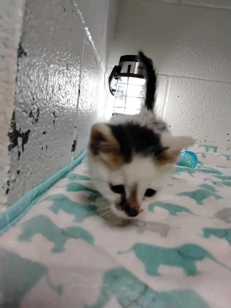 A baby small-sized male Domestic Short Hair cat named Bark for adoption in Ada, OK