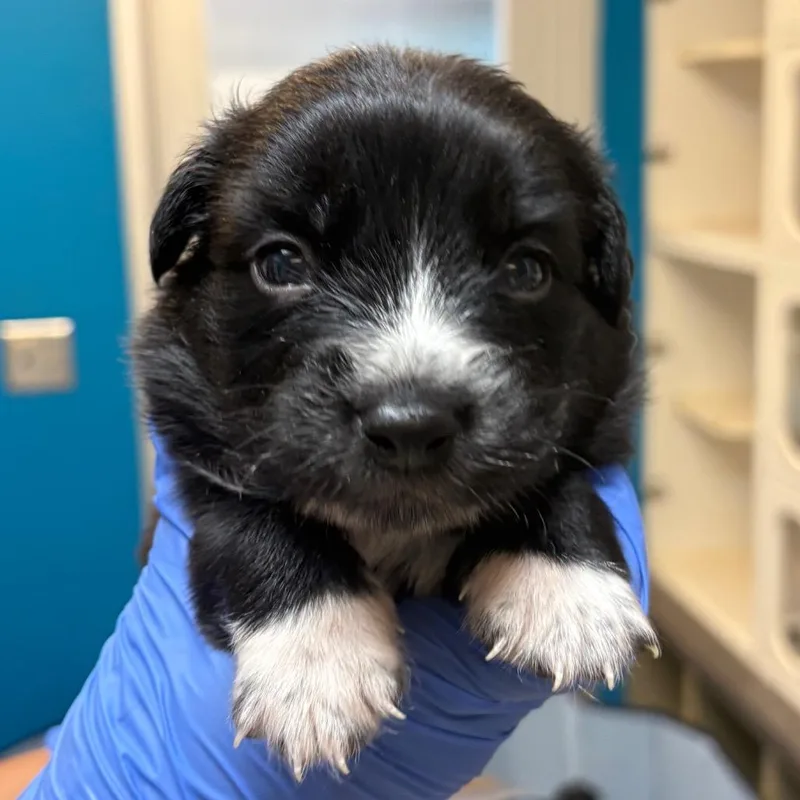 A baby small-sized female Black Mixed Breed dog named Aspen for adoption in Springboro, OH
