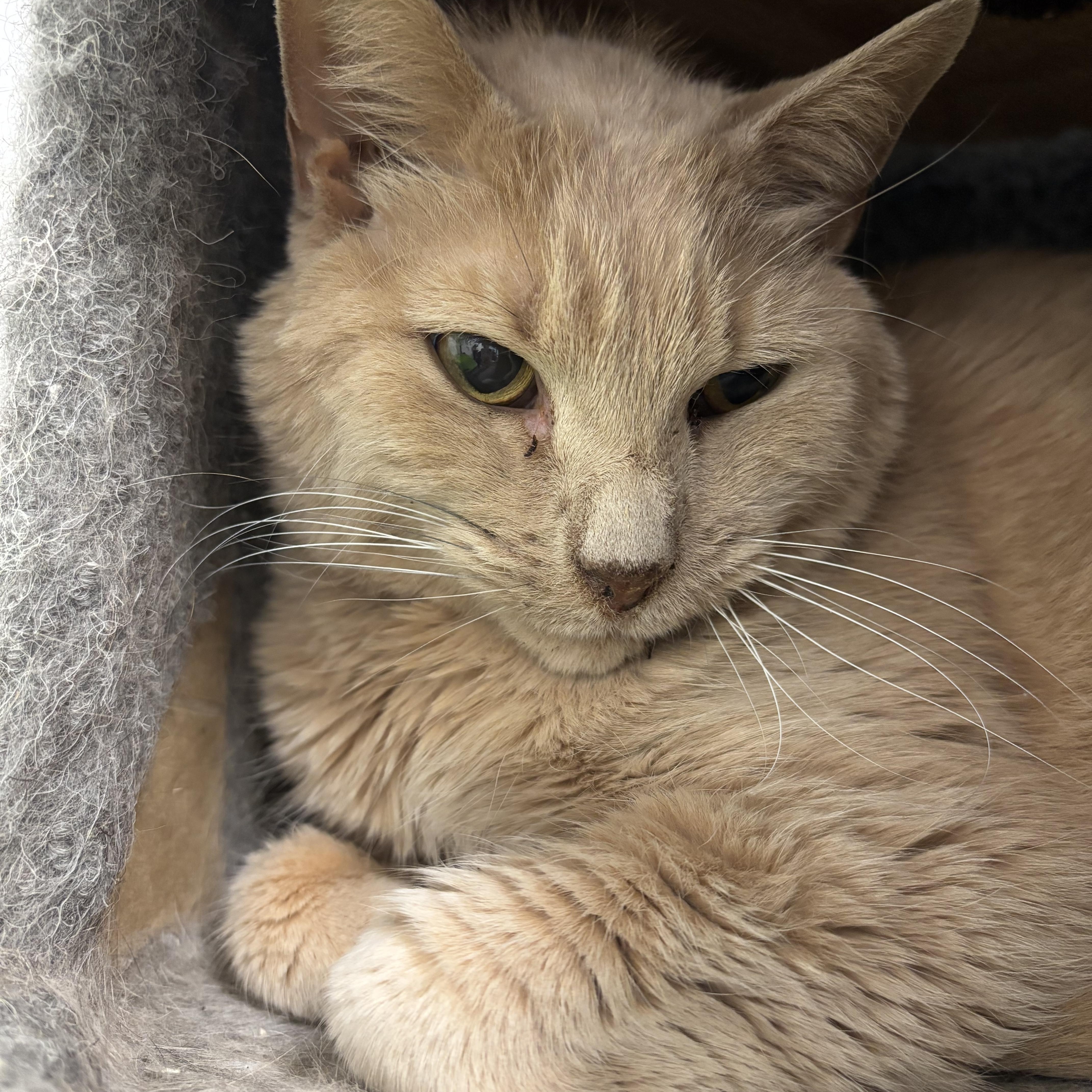 A senior large-sized male Buff / Tan / Fawn Domestic Short Hair cat named Chester for adoption in Richland Center, WI
