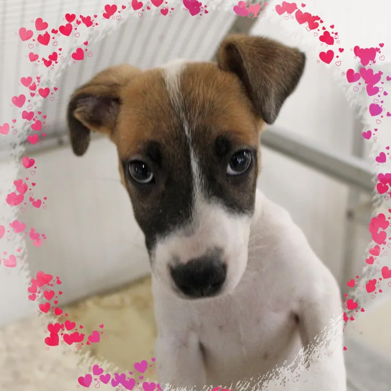 A baby medium-sized female Tricolor (Brown, Black, & White) Mixed Breed dog named Ethyl for adoption in Amelia, OH