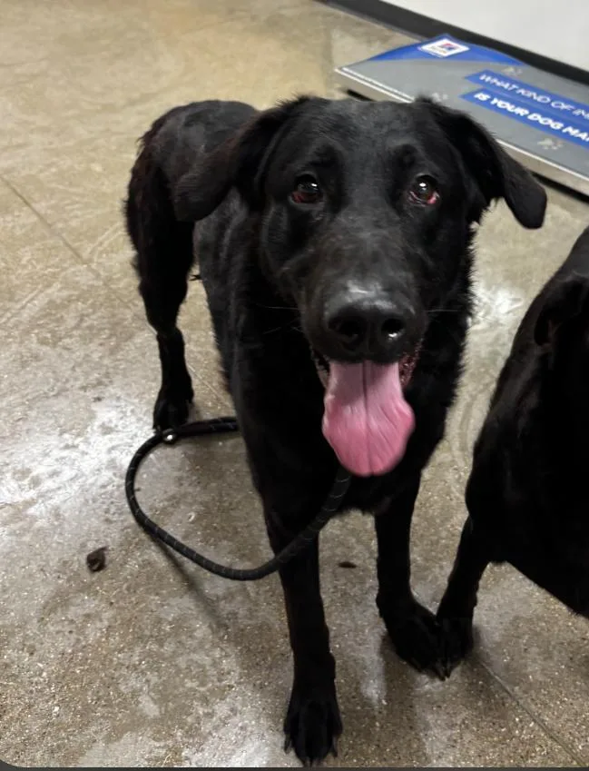 A young large-sized male Labrador Retriever dog named Kenny for adoption in Greenfield, IN