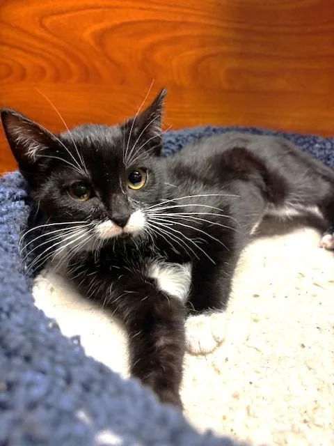 Princess Peach thumbnail 2