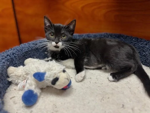 Princess Peach thumbnail 3