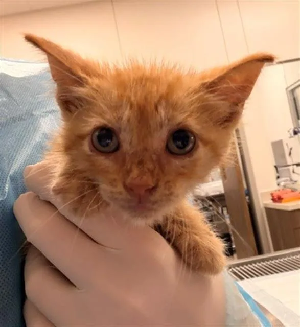 A baby small-sized male Domestic Short Hair cat named Squeegee for adoption in Baytown, TX