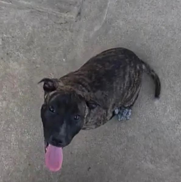 A baby large-sized female Pit Bull Terrier dog named Meso for adoption in Little Rock, AR