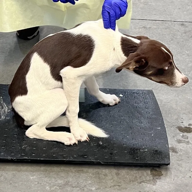 A young small-sized male Brown / Chocolate Mixed Breed dog named Rubble for adoption in Las Cruces, NM