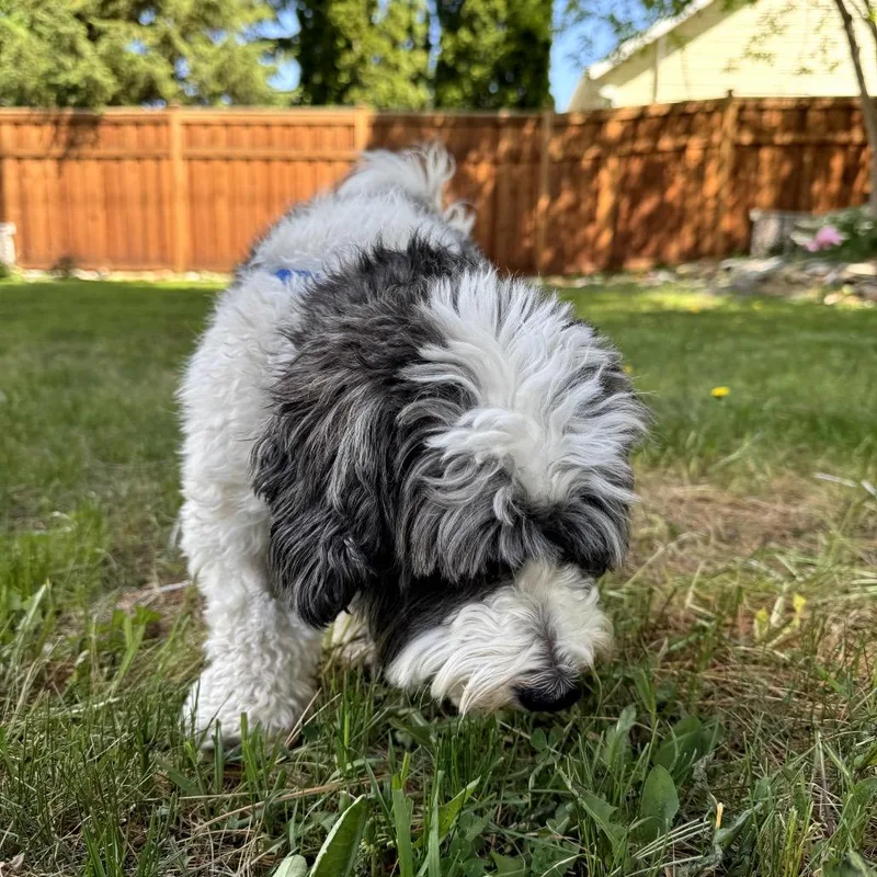 An adult small-sized female Havanese dog named Rosa for adoption in Crystal, MN