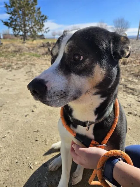 An adult large-sized male Australian Kelpie dog named Charles for adoption in Casper, WY