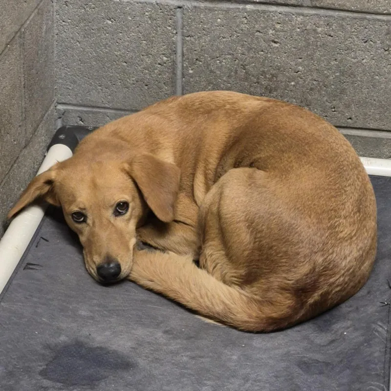 An adult medium-sized female Golden Retriever dog named Becca for adoption in Yuma, AZ