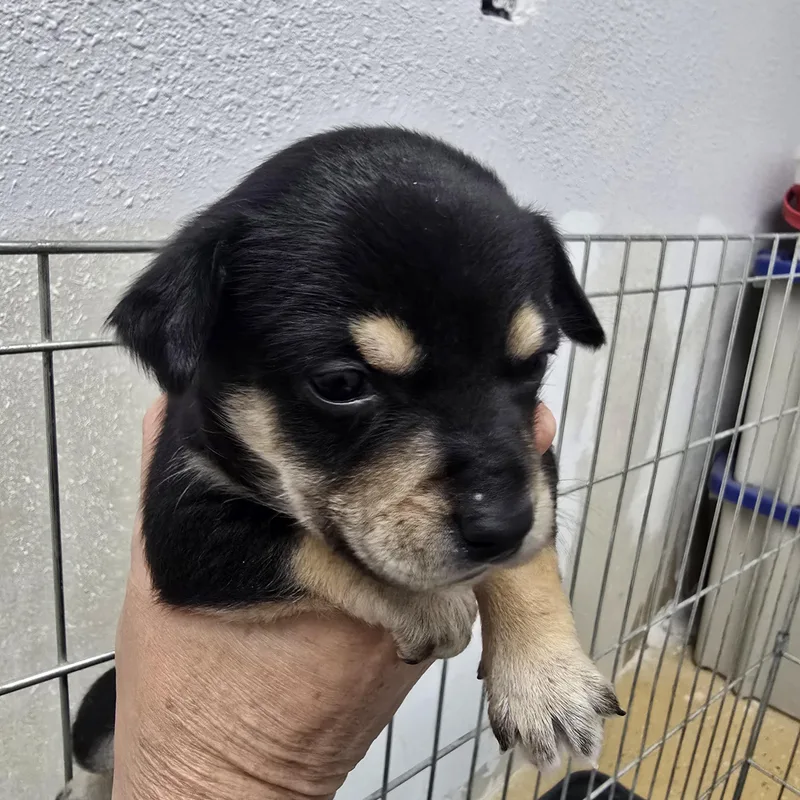 A baby small-sized male Black Beagle dog named Randy for adoption in Brentwood, CA
