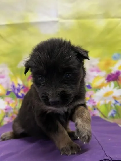 A baby small-sized female Shepherd dog named Yvette for adoption in San Antonio, TX