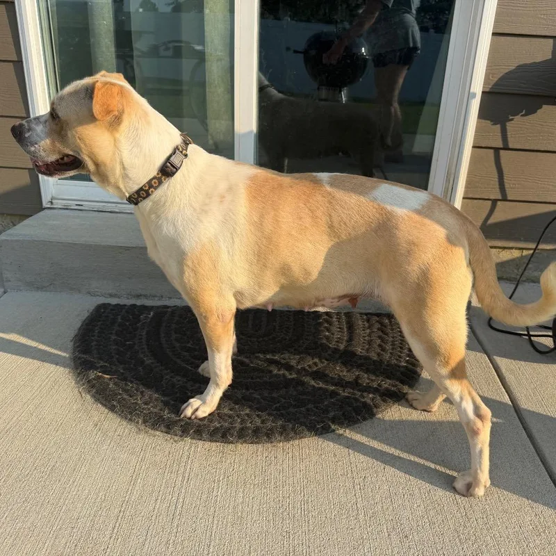 An adult large-sized female White / Cream Mixed Breed dog named Naomi for adoption in Prospect, KY