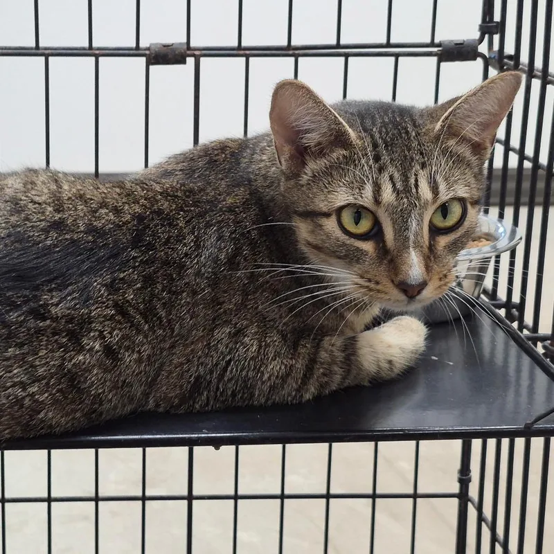 An adult medium-sized female Torbie Domestic Short Hair cat named Cantaloupe for adoption in Cleveland, MS