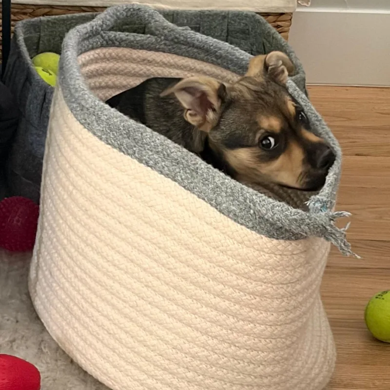 A baby small-sized female Shepherd dog named Rapid for adoption in Parker, CO