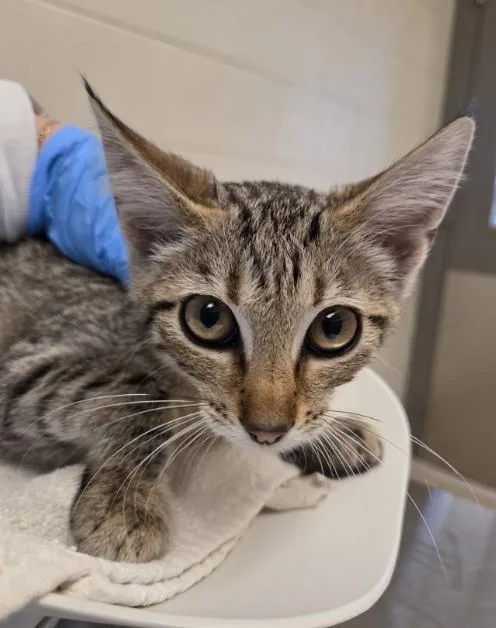 A baby small-sized male Domestic Short Hair cat named Larry for adoption in Brighton, CO