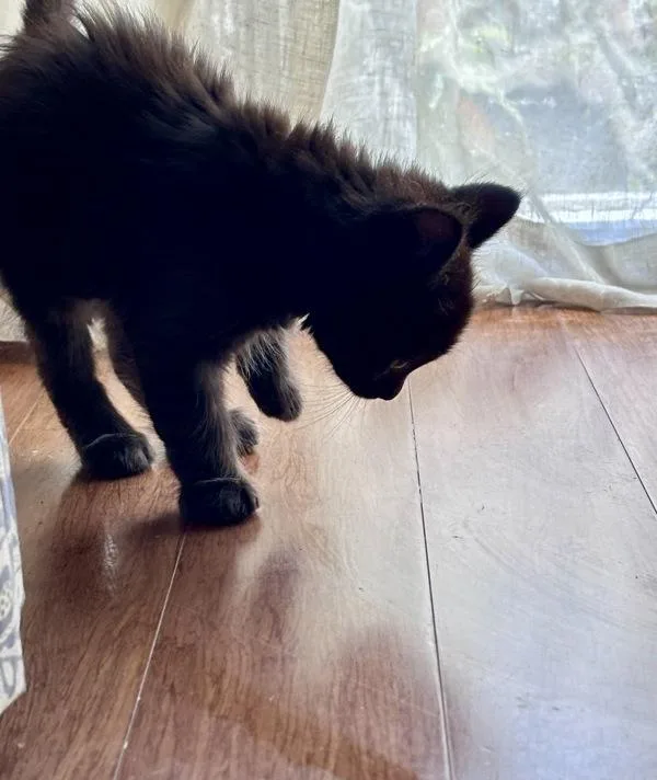 Blackie