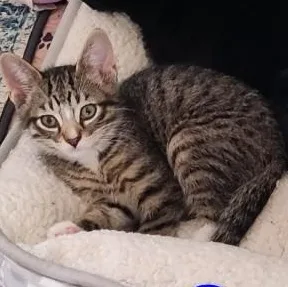 A baby medium-sized female Tabby (Brown / Chocolate) Domestic Short Hair cat named Gumball for adoption in Watertown, WI