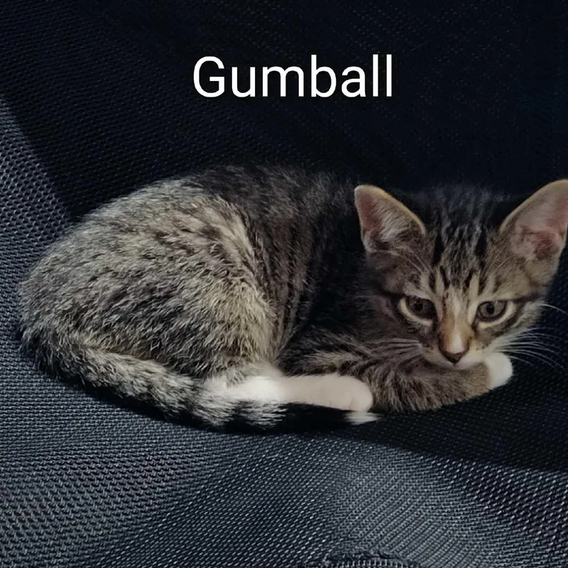 Gumball thumbnail 2