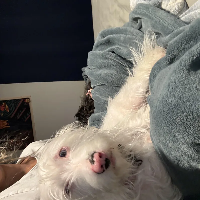 A young small-sized female White / Cream Terrier dog named Lilly for adoption in Tampa, FL