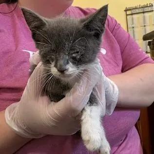 A baby small-sized female Gray / Blue / Silver Domestic Short Hair cat named Nibblet for adoption in Lynchburg, VA