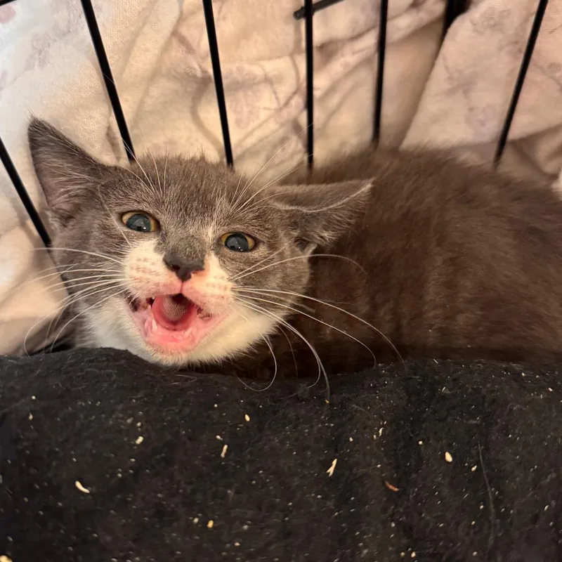Nibblet thumbnail 3