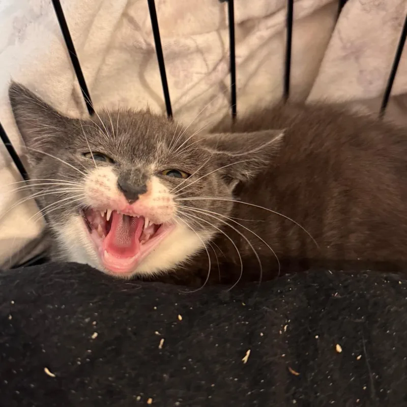 Nibblet thumbnail 5